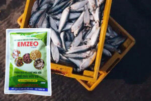 Cách ủ cá tưới cây