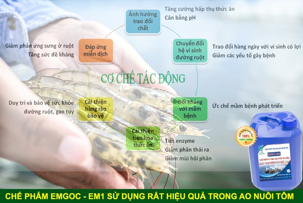 Chế phẩm sinh học EM trong nuôi tôm