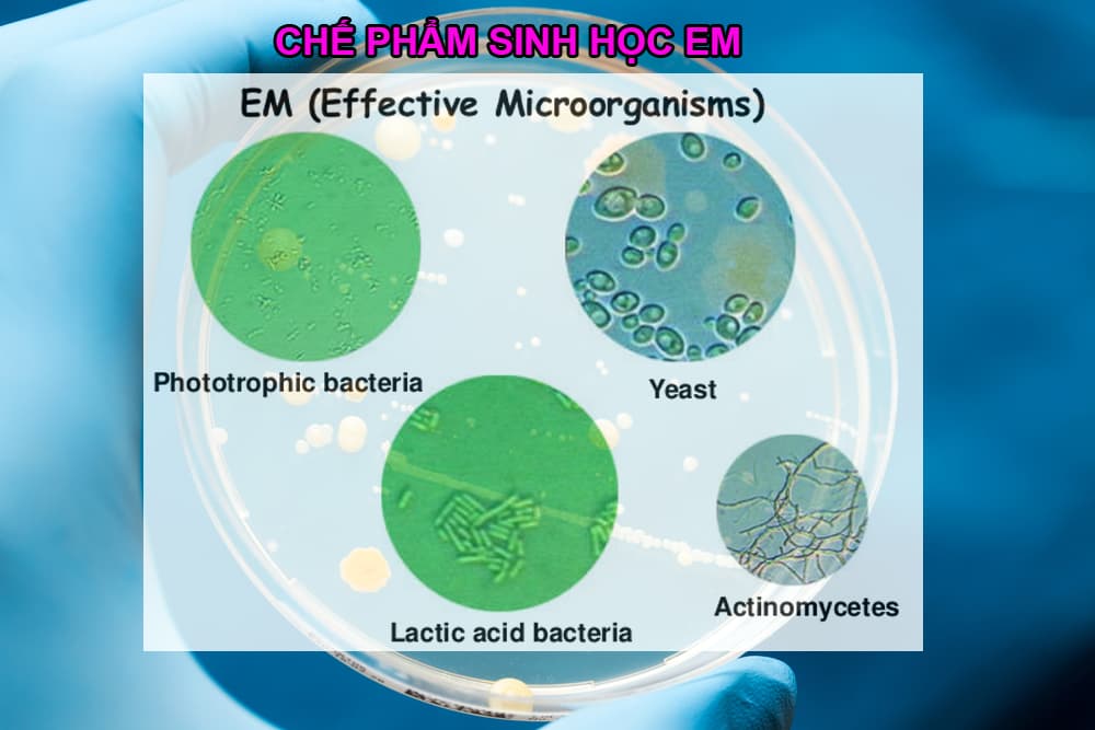 Chế phẩm sinh học EM