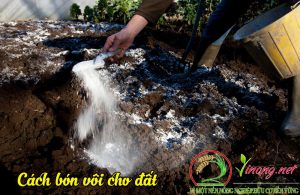 Tác dụng của vôi bột với cây trồng