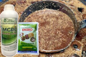 Cách ủ phân cá không mùi hôi nhờ chế phẩm EM