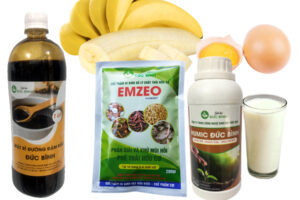 Cách làm dịch chuối tưới hoa hồng giúp cây nhiều bông to đẹp, sai nụ quanh năm