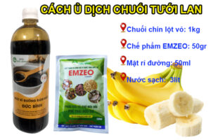 Cách làm dịch chuối tưới lan
