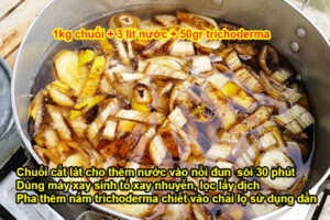 Cách nấu dịch chuối tưới lan và hoa hồng