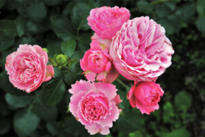 Cách tưới dịch chuối cho hoa hồng giúp cây nhiều nụ, bông to, đậm màu, lâu tàn