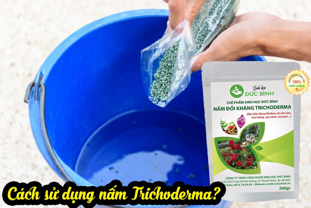 Cách sử dụng nấm Trichoderma