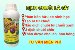 Dịch chuối là gì?