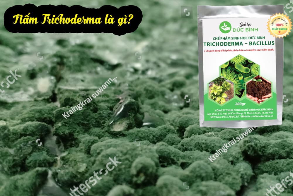 Nấm trichoderma là gì