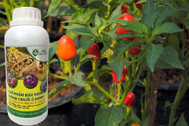 Sử dụng dịch chuối tưới cây giúp cây mau lớn, ít sâu bệnh