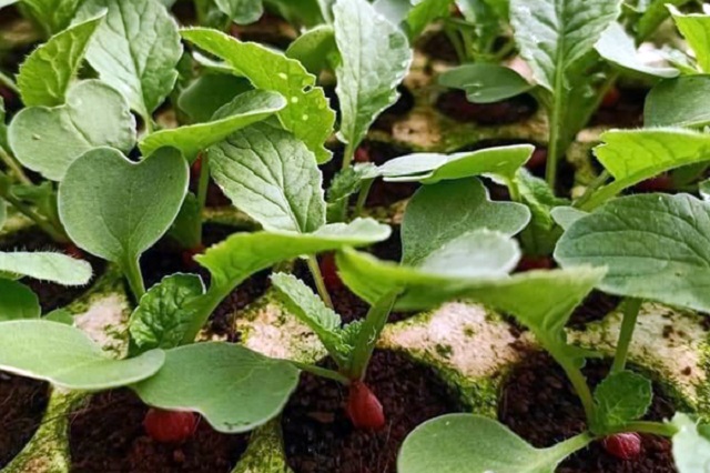 Dùng rác nhà bếp sử dụng bón cây mang lại hiệu quả cao nếu biết sử dụng đúng cách