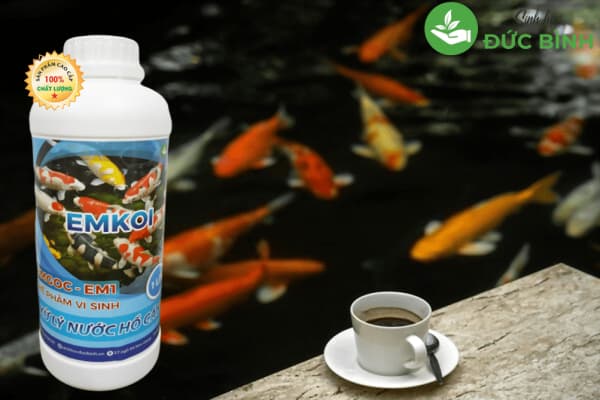 Chế phẩm vi sinh cho hồ cá koi EMKOI
