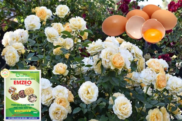 Cách làm phân bón từ trứng cho hoa hồng