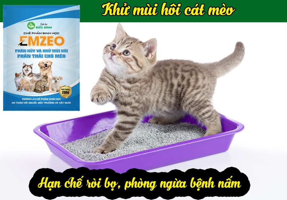 Khử mùi hôi cát cho mèo