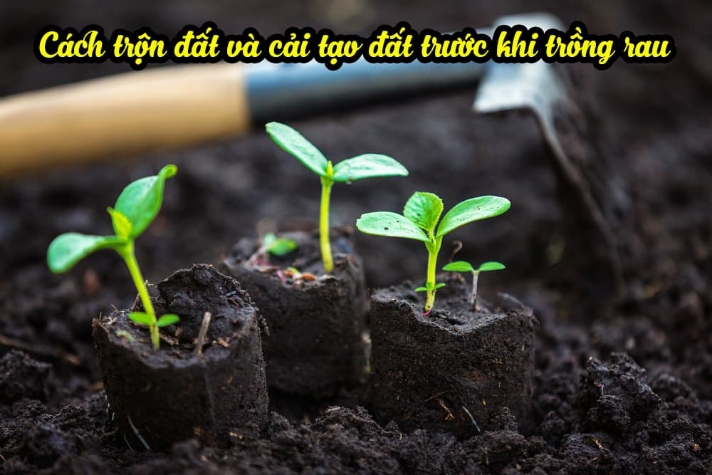 Xử lý và cải tạo đất trước khi trồng rau