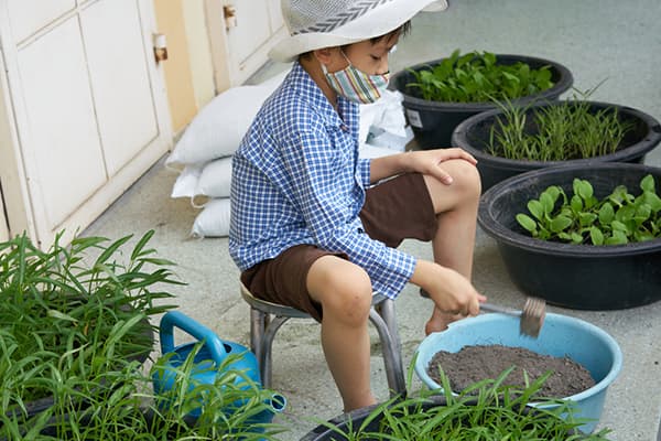 Xử lý đất trước khi trồng rau