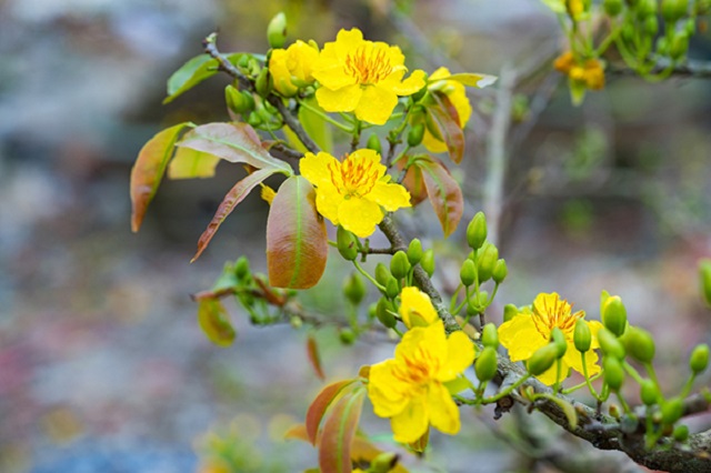 Cách sử dụng phân ốc bươu vàng