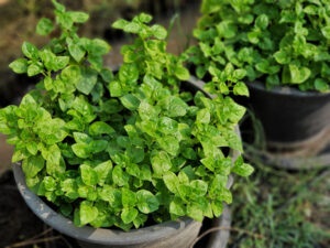 Tưới phân ốc bươu vàng cho cây