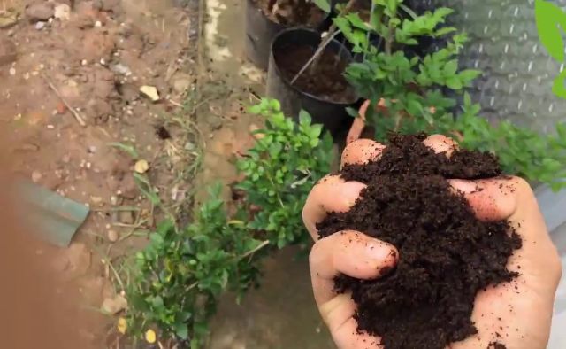 Cách làm phân hữu cơ bón cây đơn giản tại nhà