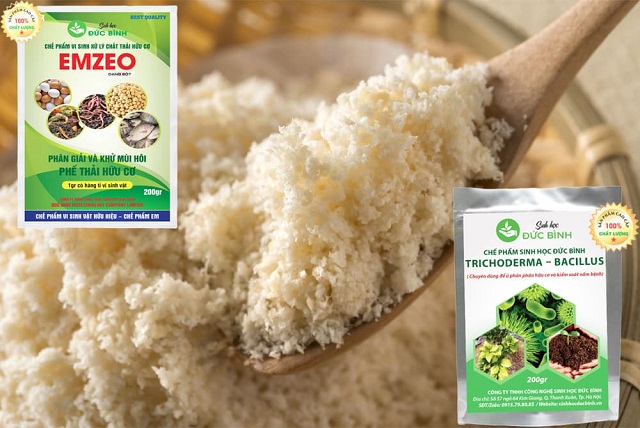 Cách ủ bã đậu nành với nấm Trichoderma