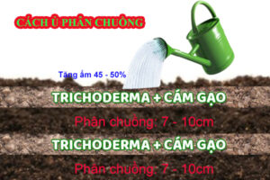 Cách ủ phân chuồng hoai mục cùng chế phẩm Trichoderma