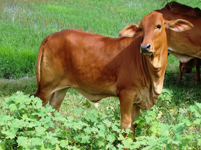 Cách ủ phân dê đúng cách