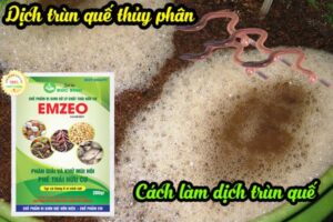 CÁCH LÀM DỊCH TRÙN QUẾ