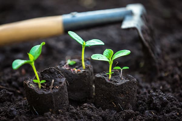 CÁCH SỬ DỤNG DỊCH TRÙN QUẾ TƯỚI CÂY