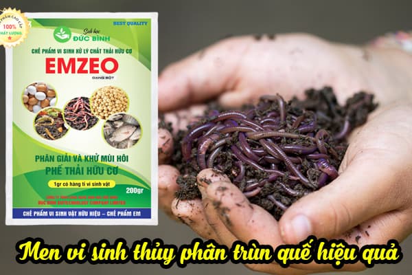 CÁCH Ủ DỊCH TRÙN QUẾ