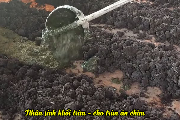 3.1 Kỹ thuật cho trùn quế ăn nổi