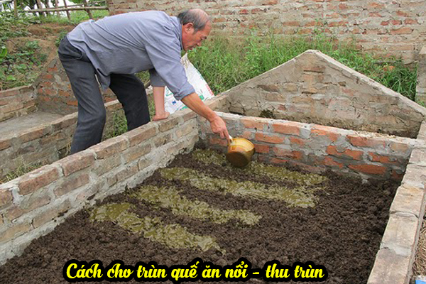 Cách cho trùn quế ăn nổi