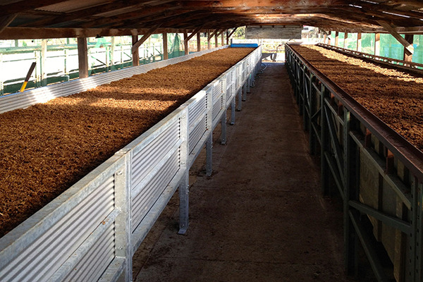 Kỹ thuật cho trùn quế ăn chìm