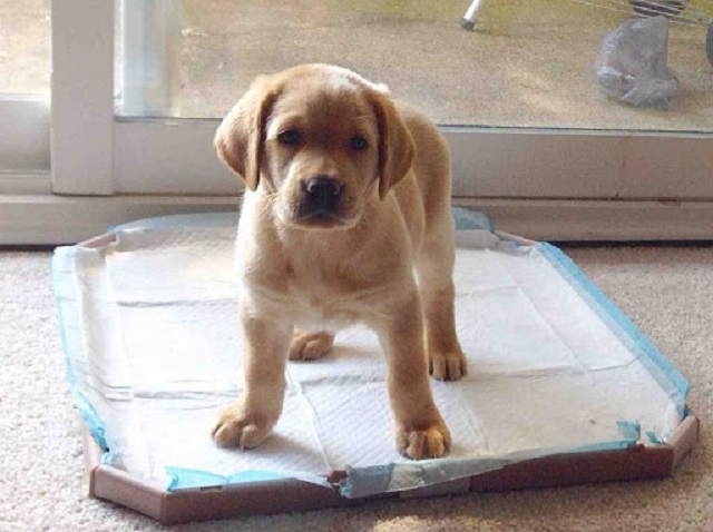 Đặt khay đi vệ sinh tại nơi yên tĩnh