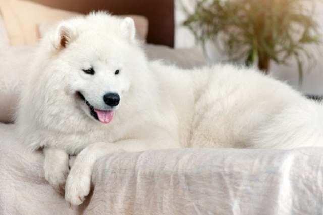 Khử mùi hôi phân chó