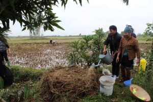 Làm ẩm rơm rạ, lá cây trước khi tiến hành ủ