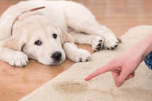 Nên tập thói quen cho thú cưng đi vệ sinh đúng chỗ