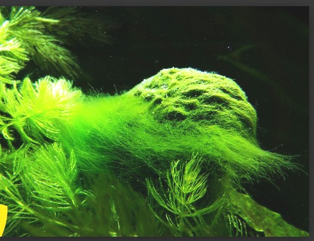 Rêu tóc, rêu tơ trong hồ cá
