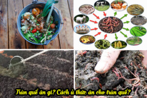 Thức ăn cho trùn quế là gì