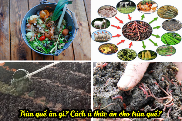 Thức ăn cho trùn quế là gì