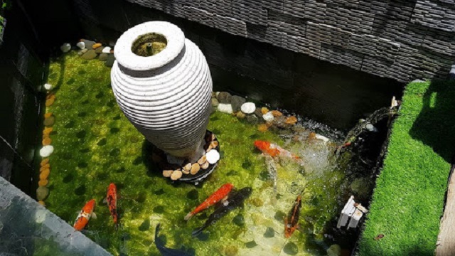 Ánh sáng tạo điều kiện cho tảo và rong rêu phát triển