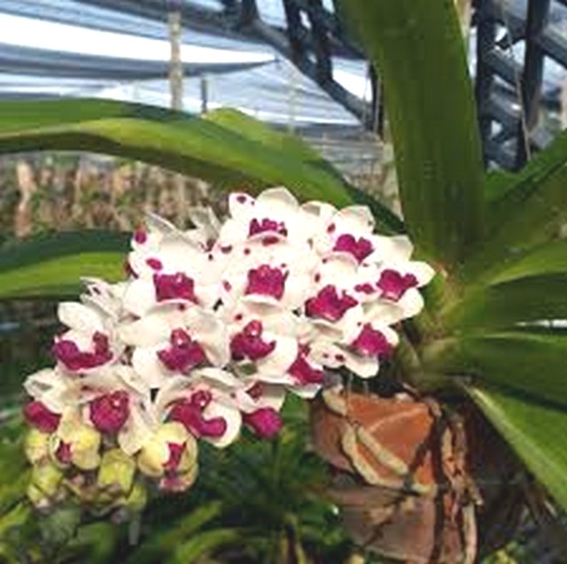 Cách dùng nấm trichoderma cho hoa Lan, hoa hồng