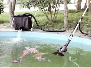 Cách khắc phục hồ Koi bị xanh