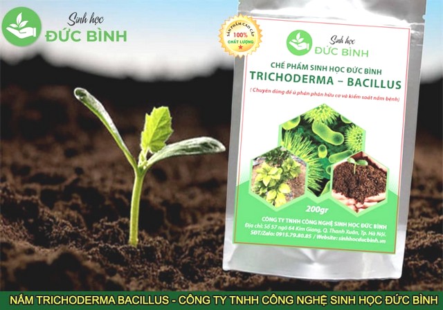 Chế phẩm nấm trichoderma Đức Bình