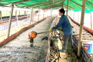 Đừng quên thường xuyên tưới nước cho trùn quế.