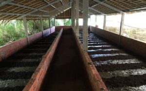 Hãy thả trùn quế thành từng luống.