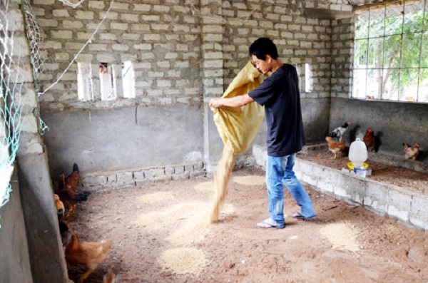 Hiệu quả của đệm lót sinh học