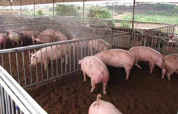 Kỹ thuật làm đệm lót sinh học trong chăn nuôi heo