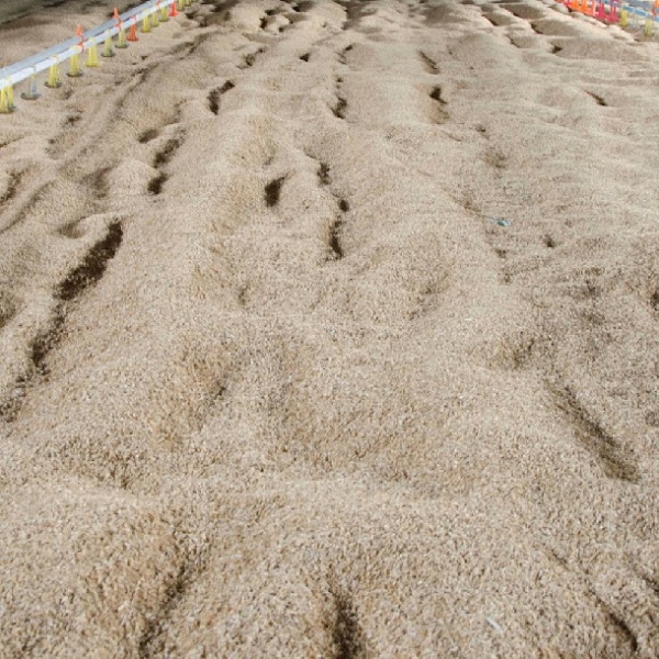 Mua đệm lót sinh học ở đâu?