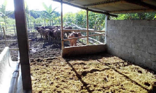 Nhược điểm của đệm lót sinh học