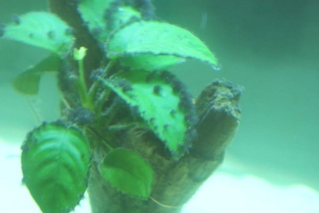 Rêu chùm đen – Loại rêu tai hại trong hồ cá cảnh