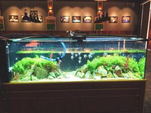 Thừa ánh sáng là nguyên nhân khiến nước hồ cá bị rêu